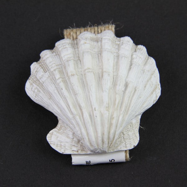 2"SHELL NAPKIN RING BEIGE