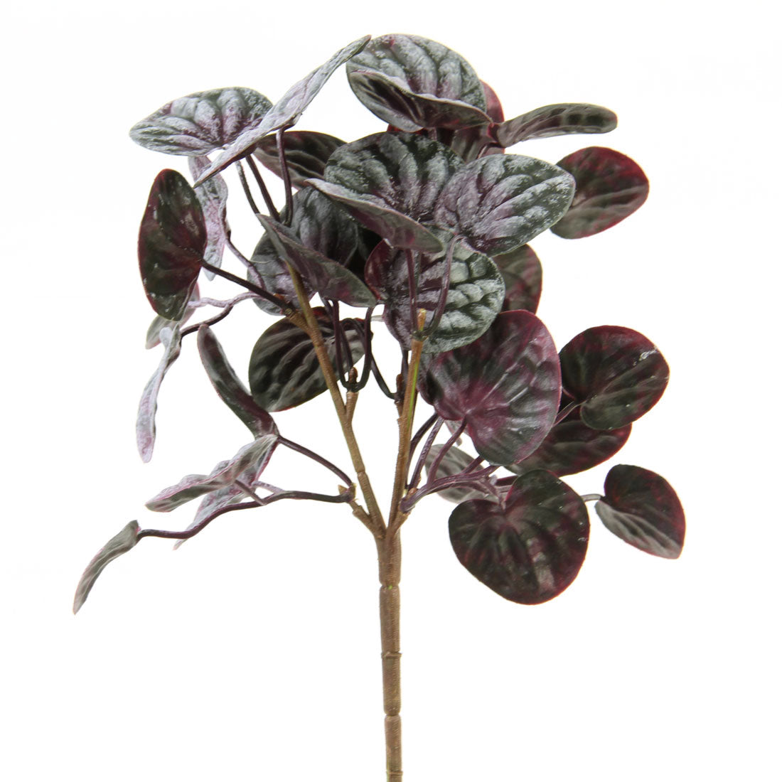 10"PEPPEROMIA BUSH