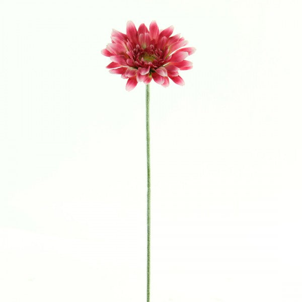 22"ROYAL GERBERA DAISY A4