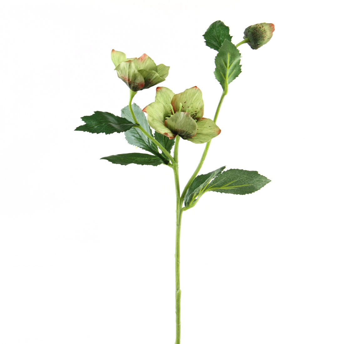 22"HELLEBORUS SPRAY SAGE/BURG