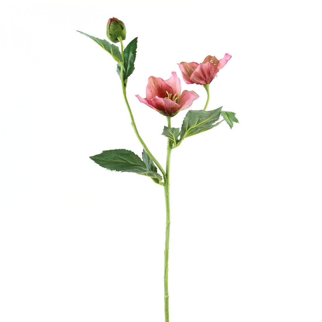 22"HELLEBORUS SPRAY