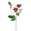 22"HELLEBORUS SPRAY VIOLET