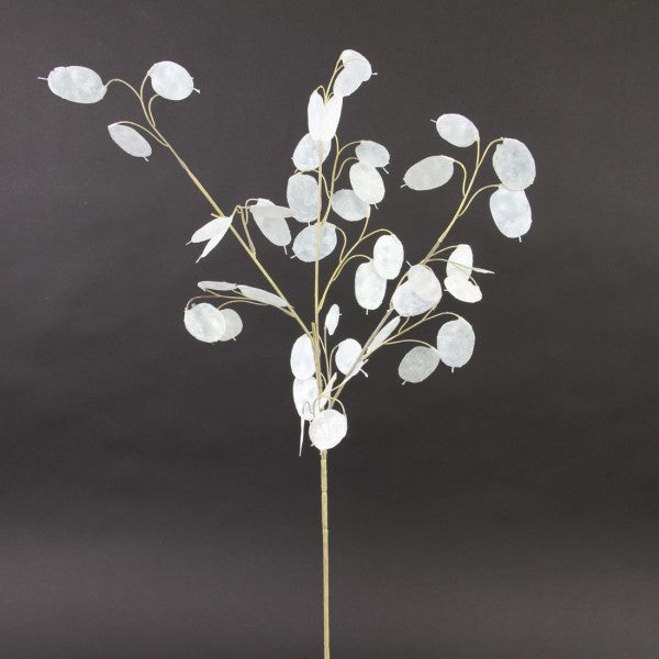 30"SILVER DOLLAR SPRAY WHT