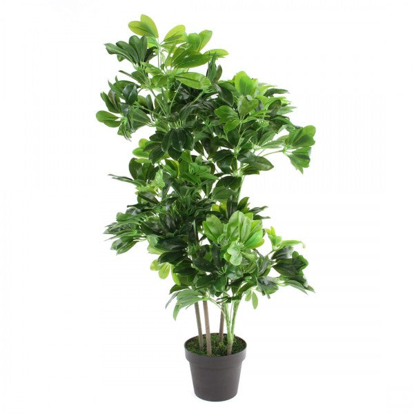 40" SHEFFLERA POTTED