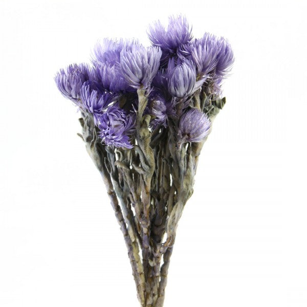 13-14"EVRLASTING FLWR 1.75 OZ.