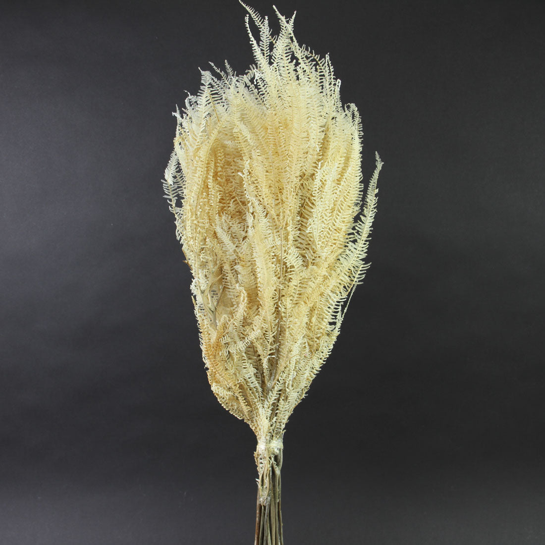26"ANDALES FERN 4OZ. BLEACHED