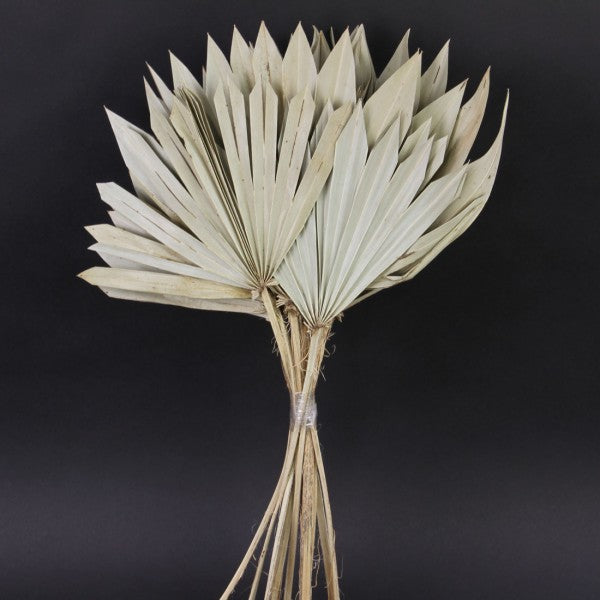20"NAT.PALM SUN STEM X12