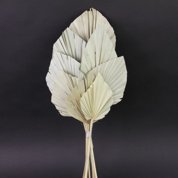 21"NAT.KING PALM SPEAR X10