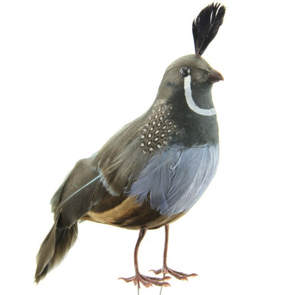 6.5" CALIFORNIA QUAIL A4