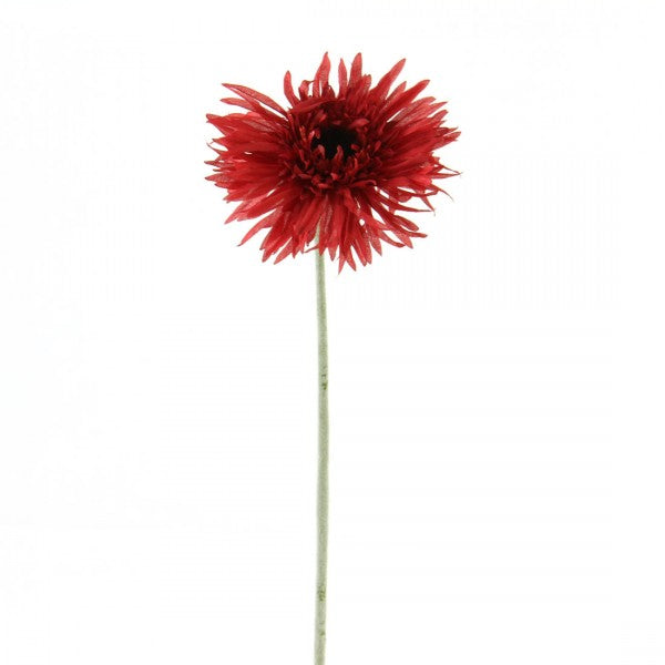 24" SPIDER GERBERA DAISY A25