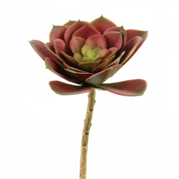 5"ROSETTE ECHEVERIA X1