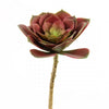 5"ROSETTE ECHEVERIA X1