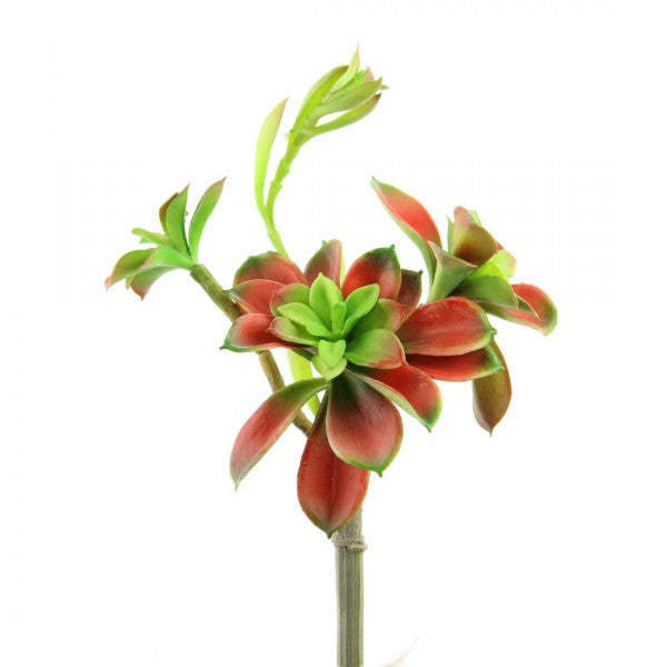 10"SPROUTING ECHEVERIA X2