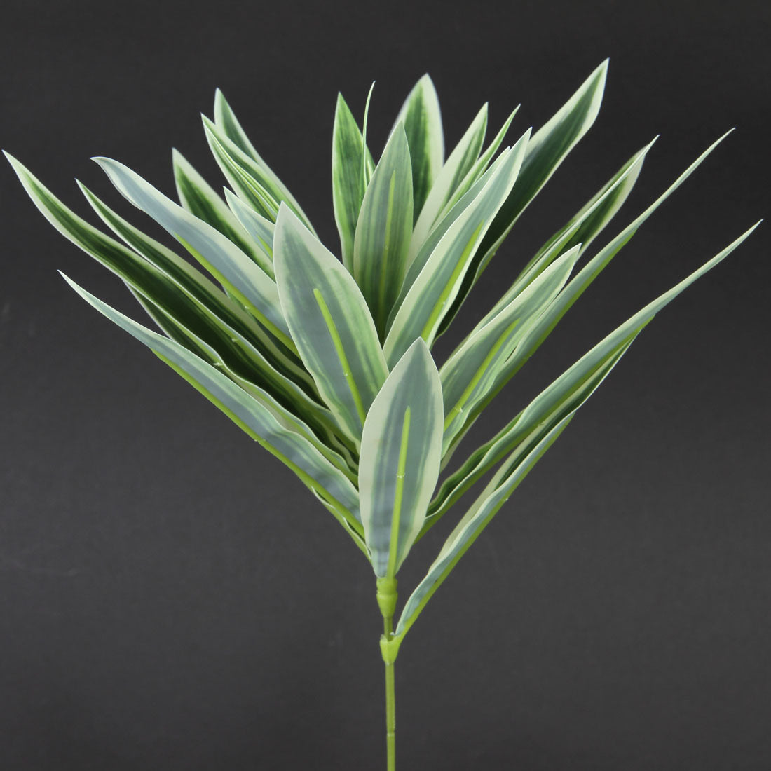 10"DRACAENA PICK GREEN/WHITE