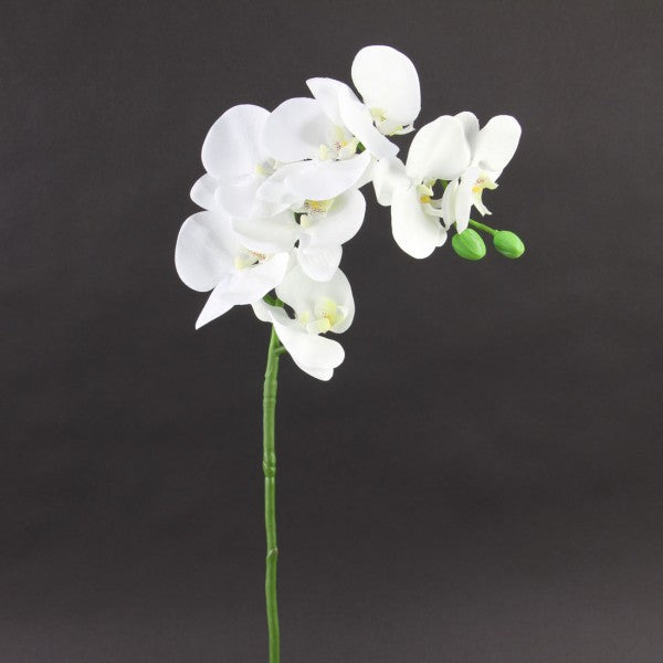 36"PHALAENOPSIS ORCHID X8