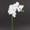 36"PHALAENOPSIS ORCHID X8