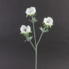 24"ANEMONE X3 CREAM