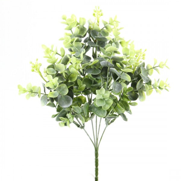 13"SEEDING EUCALYPTUS SAGE