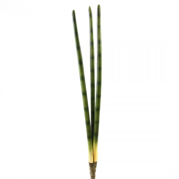 24"SANSEVIERIA CYLINDRICA A25