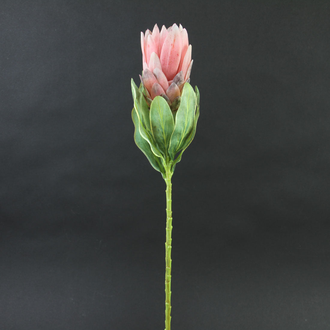 22.5"PROTEA SPRAY