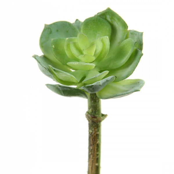 4.5"ECHEVERIA SAGE
