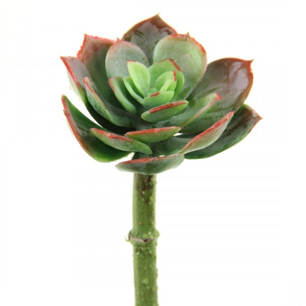 4.5"ECHEVERIA SAGE/RED