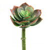4.5"ECHEVERIA SAGE/RED