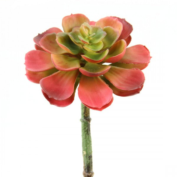9"SPOON LEAF ECHEVERIA RED