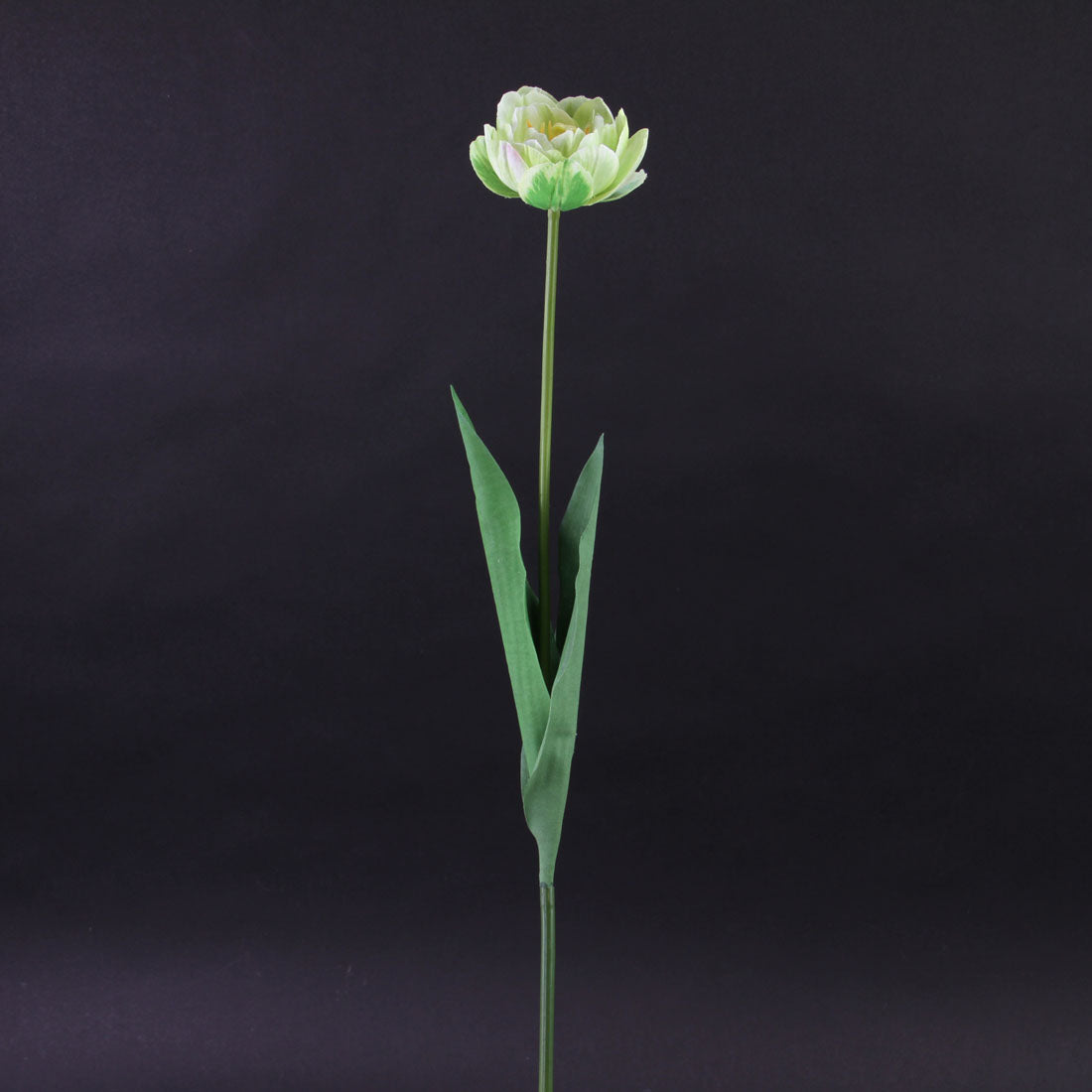 24"OPEN DUTCH TULIP GREEN A4