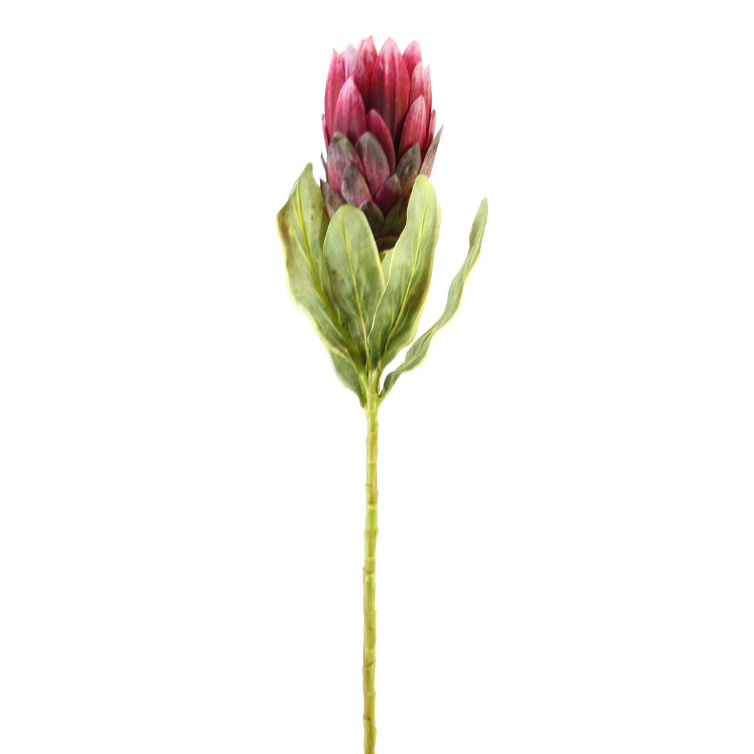 22.5"PROTEA SPRAY