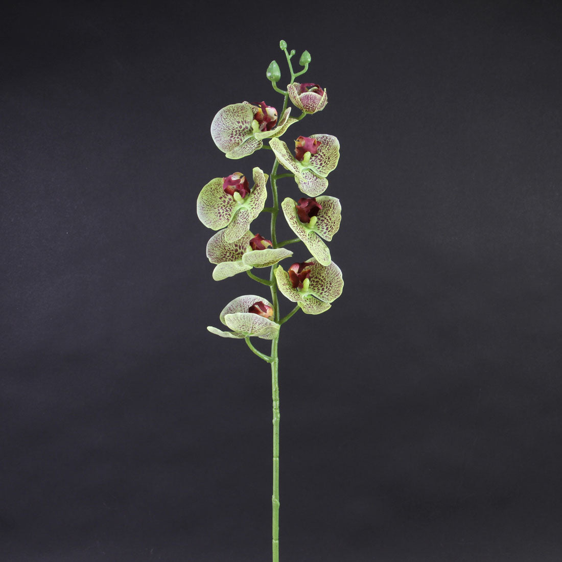 29"PHALAENOPSIS ORCHID X8