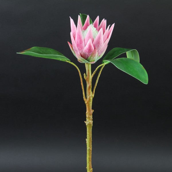 20"SM.KING PROTEA PINK
