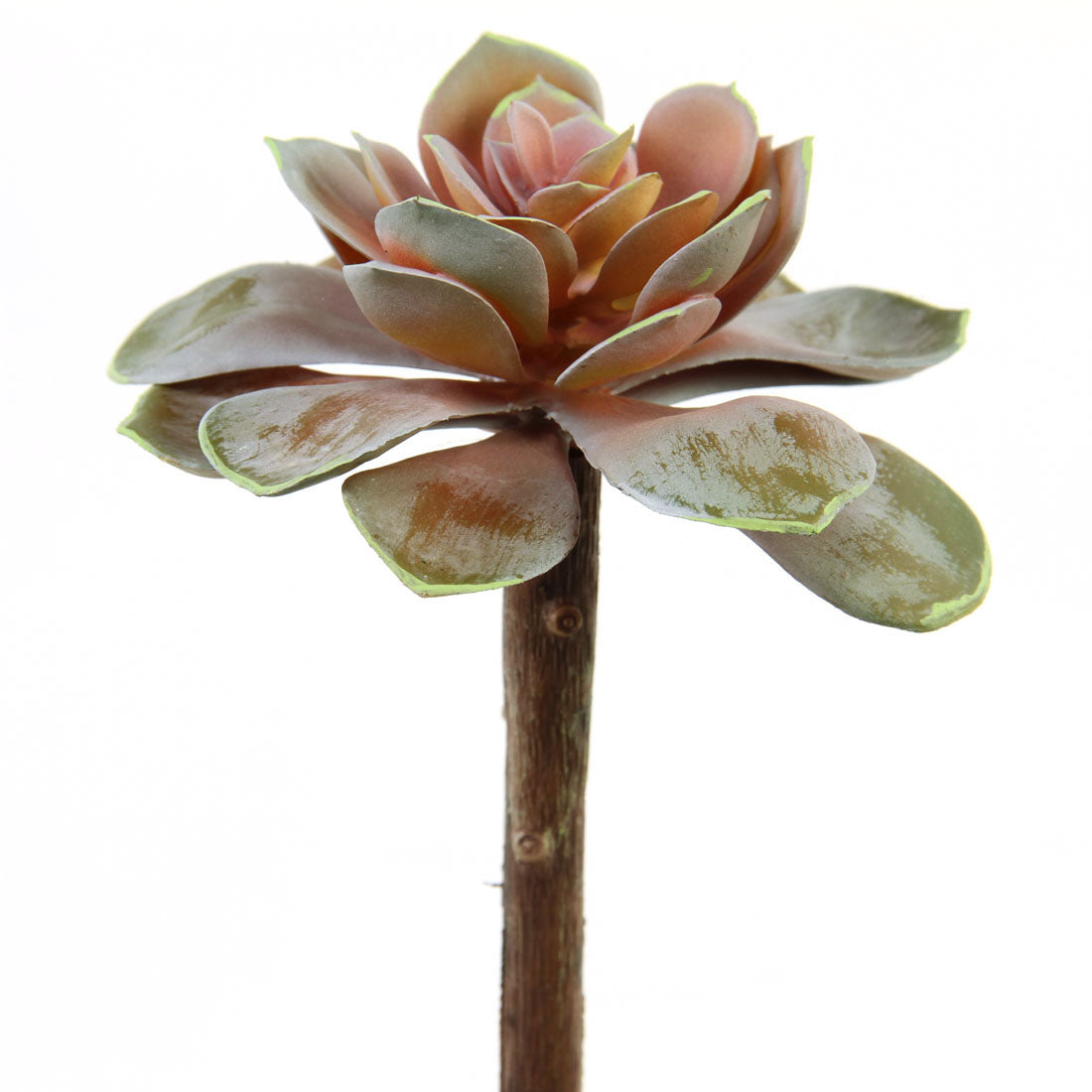 5.5"ECHEVERIA PICK