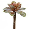 5.5"ECHEVERIA PICK