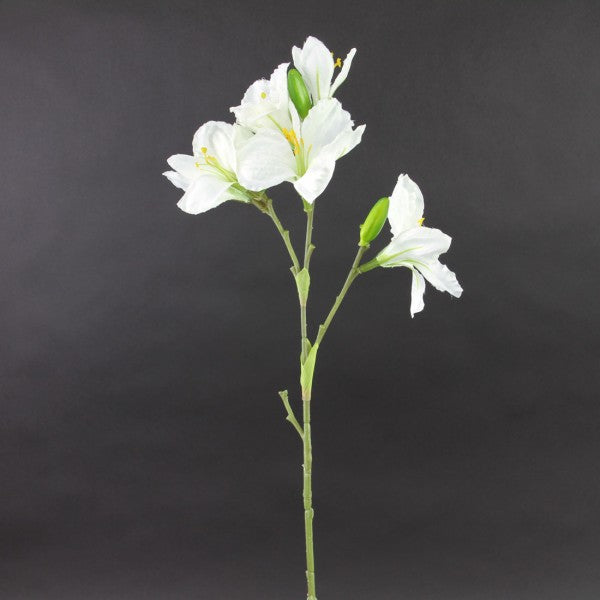 30"DAYLILY CREAM A25