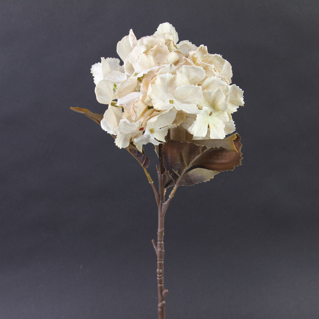 18"DRIED GARDEN HYDRANGEA