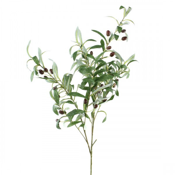 OLIVE BRANCH