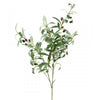OLIVE BRANCH