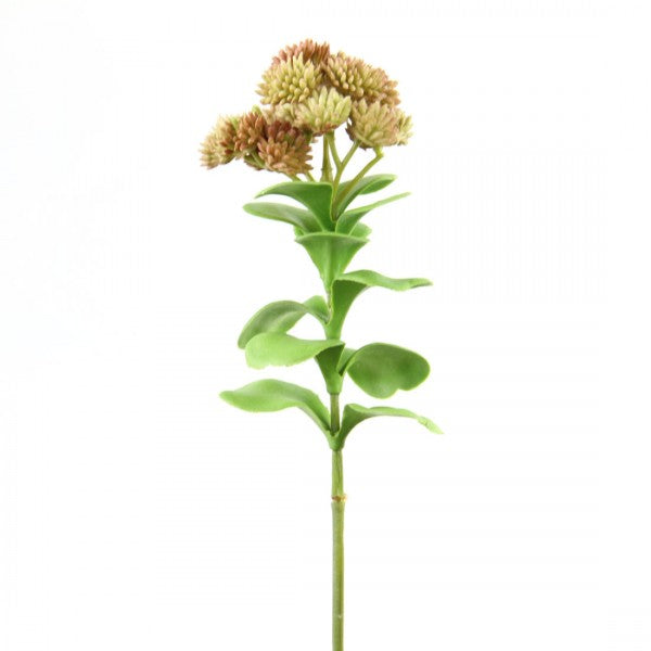 10.75"SEDUM SUCCULENT