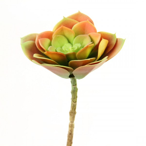 5" ECHEVERIA X1 CORAL