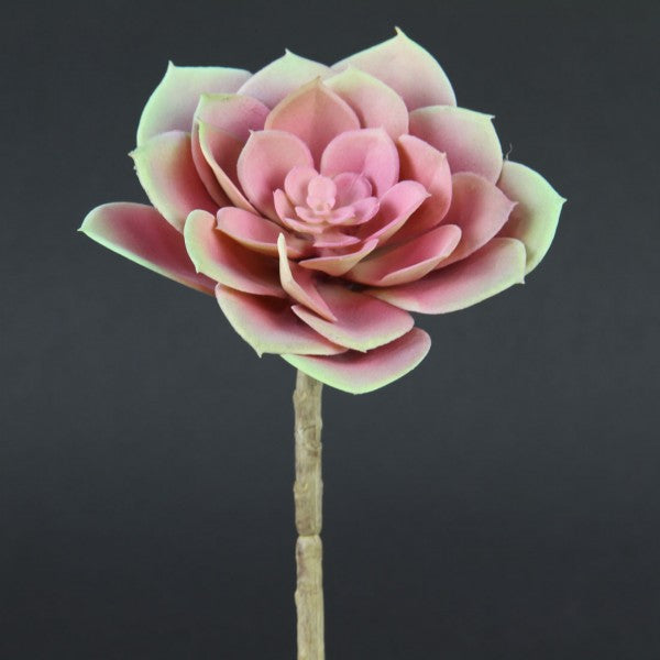 5" ECHEVERIA X1 MAUVE