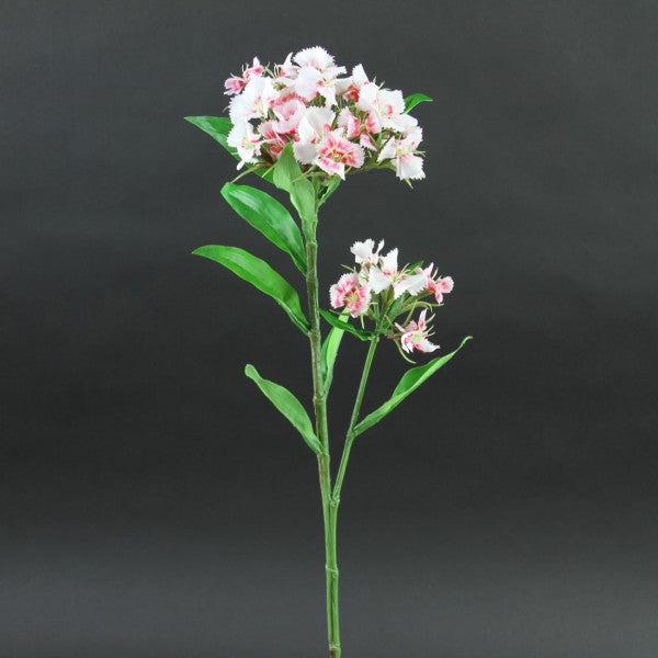 24"DIANTHUS SPRY X2 CRM/REDA4