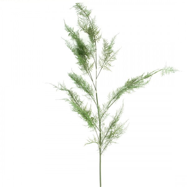 60"ASPARAGUS FERN SPRY A4