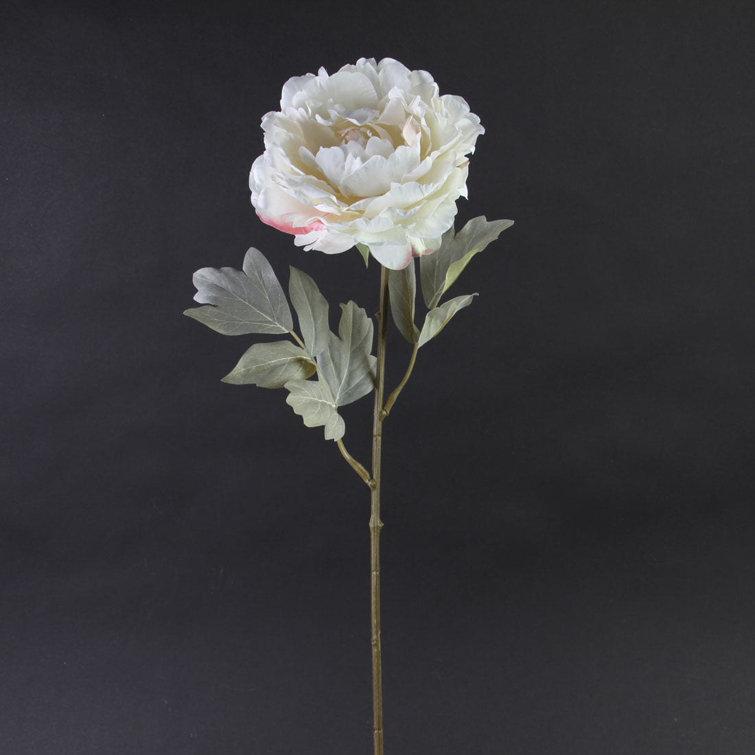 HOLLAND DRIED PEONY X1