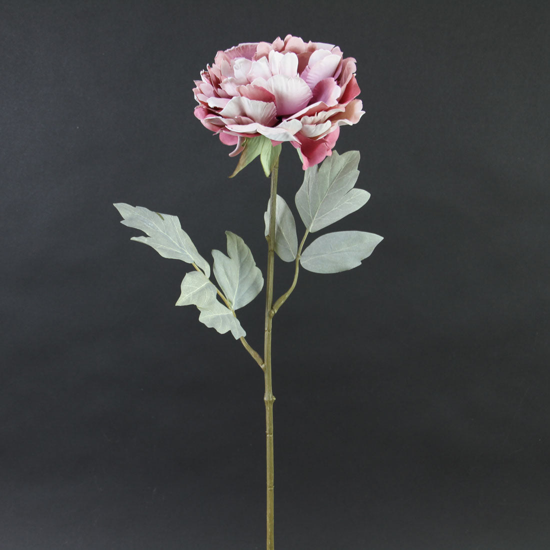 27"HOLLAND DRIED PEONY X1 A25