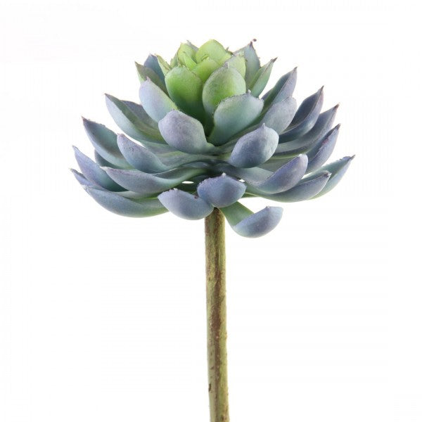 5"ECHEVERIA BLUE/SAGE