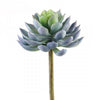 5"ECHEVERIA BLUE/SAGE