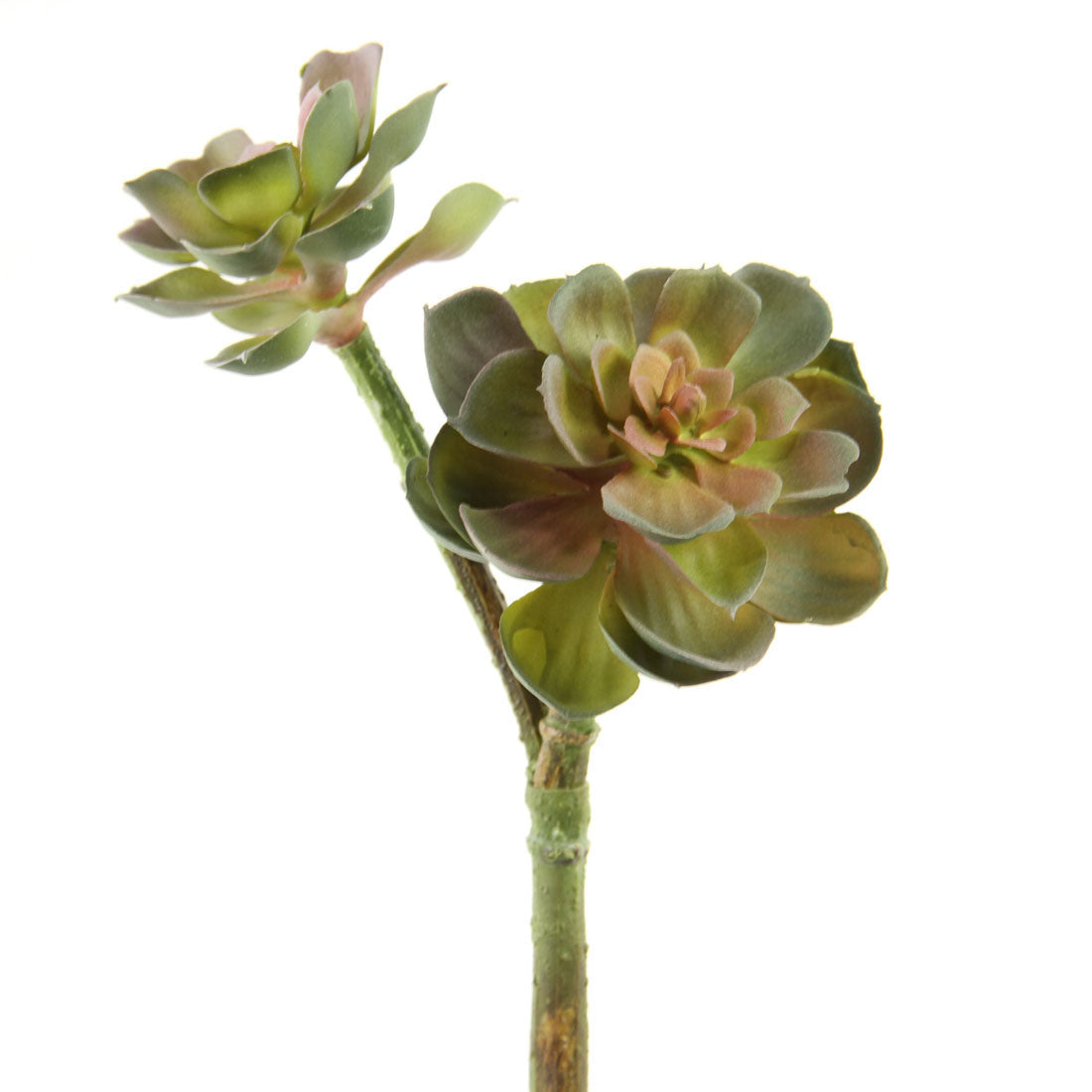 11"ECHEVERIA GREEN/PINK A25