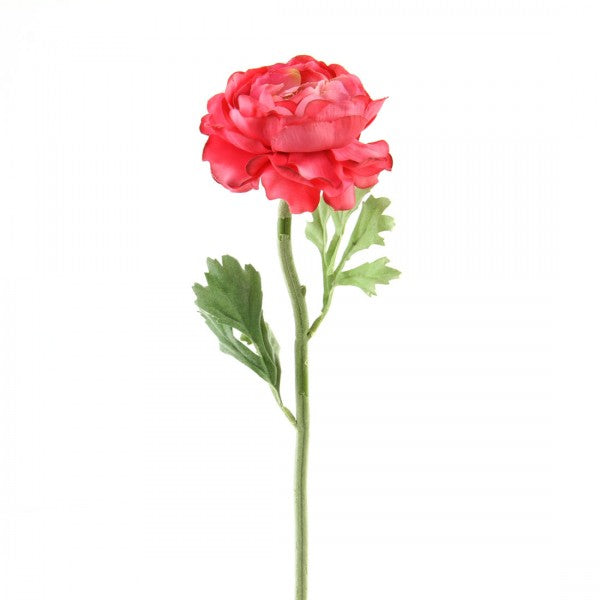 22"RANUNCULUS DK.PINK A4