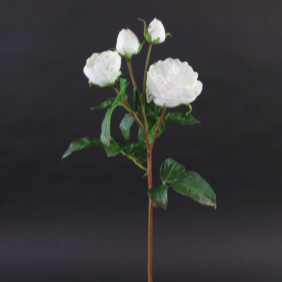 23"ROSE ENGLISH CATHEDRAL
